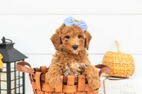 Glow - Mini, a female Goldendoodle for sale in Goshen, IN – 3 of 9