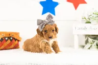 Shari - Micro, a female Goldendoodle for sale in Goshen, IN – 3 of 3