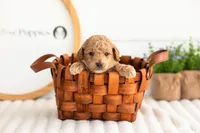 Fin - Mini, a male Miniature Goldendoodle for sale in Goshen, IN – 4 of 6