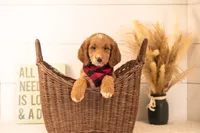 Marley - Medium, a male Goldendoodle for sale in Goshen, IN – 2 of 7