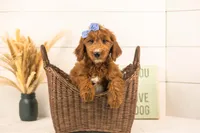 Jiggly - Mini, a female Miniature Goldendoodle for sale in Goshen, IN – 1 of 10