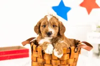 Lynette - Medium, a female Goldendoodle for sale in Goshen, IN – 5 of 9