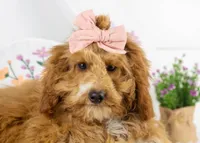 Mort - Micro, a male Goldendoodle for sale in Goshen, IN – Photo 1 of 10