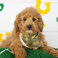 Mort - Micro, a male Goldendoodle for sale in Goshen, IN – Photo 4 of 10