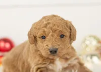 Mort - Micro, a male Goldendoodle for sale in Goshen, IN – Photo 9 of 10
