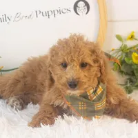 Mort - Micro, a male Goldendoodle for sale in Goshen, IN – Photo 6 of 10
