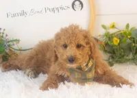 Mort - Micro, a male Goldendoodle for sale in Goshen, IN – Photo 2 of 10