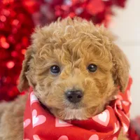 Mort - Micro, a male Goldendoodle for sale in Goshen, IN – Photo 10 of 10