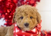 Mort - Micro, a male Goldendoodle for sale in Goshen, IN – Photo 6 of 10