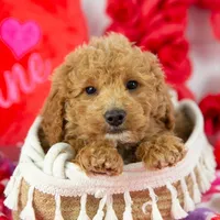 Mort - Micro, a male Goldendoodle for sale in Goshen, IN – Photo 7 of 10
