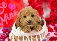 Mort - Micro, a male Goldendoodle for sale in Goshen, IN – Photo 3 of 10