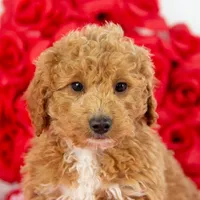 Mort - Micro, a male Goldendoodle for sale in Goshen, IN – Photo 8 of 10
