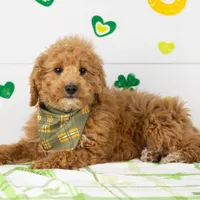 Mort - Micro, a male Goldendoodle for sale in Goshen, IN – Photo 3 of 10