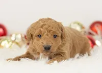 Mort - Micro, a male Goldendoodle for sale in Goshen, IN – Photo 8 of 10