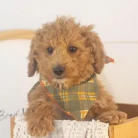 Mort - Micro, a male Goldendoodle for sale in Goshen, IN – Photo 5 of 10