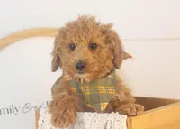 Mort - Micro, a male Goldendoodle for sale in Goshen, IN – Photo 1 of 10