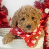 Mort - Micro, a male Goldendoodle for sale in Goshen, IN – Photo 9 of 10