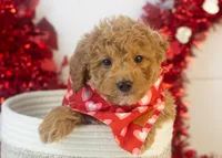 Mort - Micro, a male Goldendoodle for sale in Goshen, IN – Photo 5 of 10