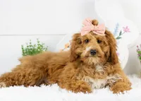 Mort - Micro, a male Goldendoodle for sale in Goshen, IN – Photo 2 of 10