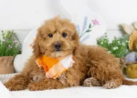 Mort - Micro, a male Goldendoodle for sale in Goshen, IN – Photo 1 of 10