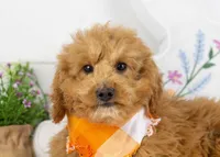 Mort - Micro, a male Goldendoodle for sale in Goshen, IN – Photo 2 of 10