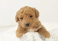 Mort - Micro, a male Goldendoodle for sale in Goshen, IN – Photo 7 of 10