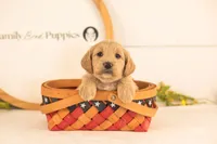 Donna - Medium, a female Goldendoodle for sale in Goshen, IN – 2 of 3