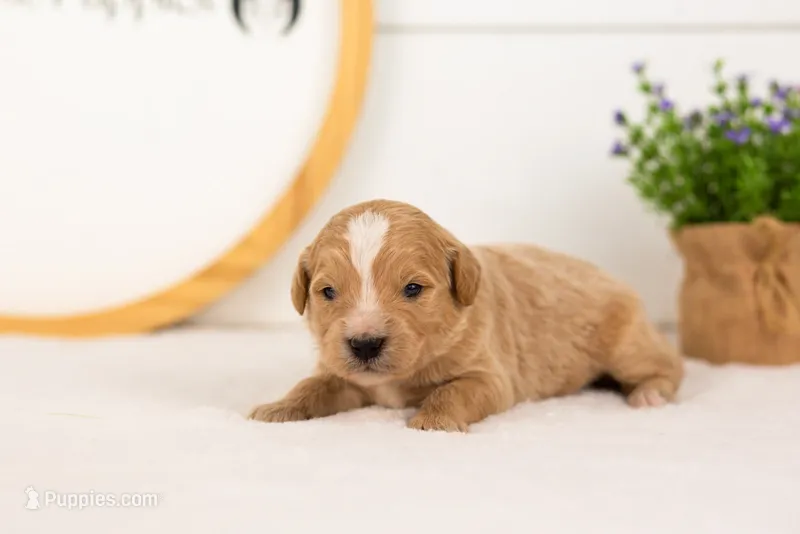 Danny - Medium – Goldendoodle puppy for sale in Goshen, IN