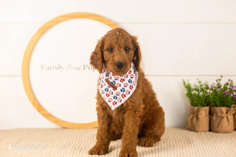 Zion - mini – Miniature Goldendoodle puppy for sale in Goshen, IN