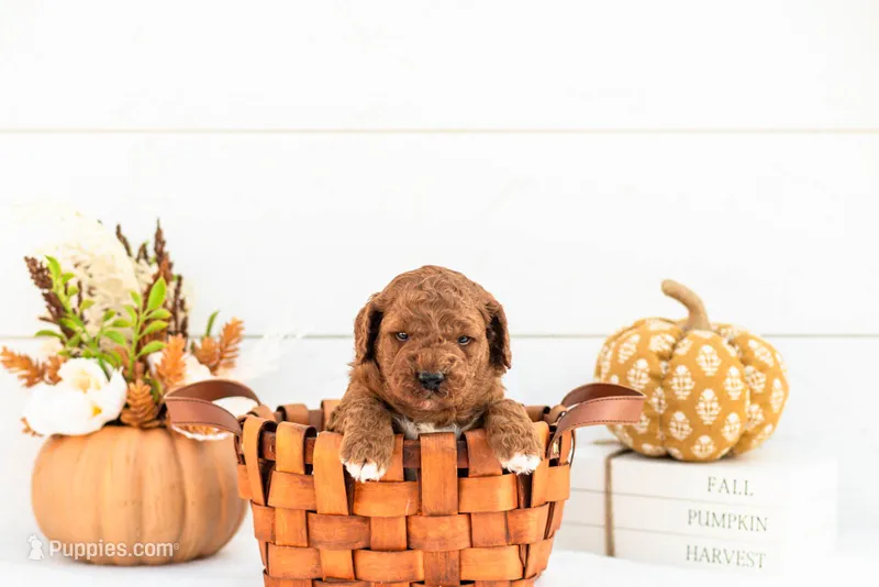 Andre - Mini – Goldendoodle puppy for sale in Goshen, IN