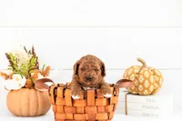 Andre - Mini, a male Goldendoodle for sale in Goshen, IN – 1 of 3