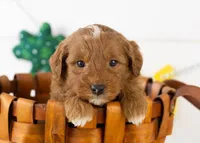 Frank - Micro, a male Goldendoodle for sale in Goshen, IN – Photo 1 of 7
