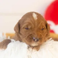 Frank - Micro, a male Goldendoodle for sale in Goshen, IN – Photo 4 of 7