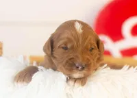 Frank - Micro, a male Goldendoodle for sale in Goshen, IN – Photo 1 of 4