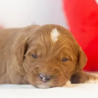 Frank - Micro, a male Goldendoodle for sale in Goshen, IN – Photo 6 of 7