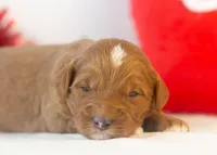 Frank - Micro, a male Goldendoodle for sale in Goshen, IN – Photo 3 of 4