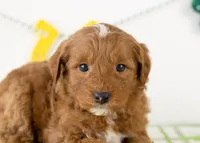 Frank - Micro, a male Goldendoodle for sale in Goshen, IN – Photo 2 of 7