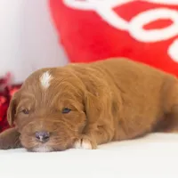 Frank - Micro, a male Goldendoodle for sale in Goshen, IN – Photo 5 of 7
