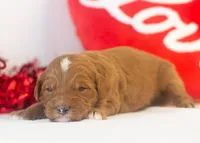 Frank - Micro, a male Goldendoodle for sale in Goshen, IN – Photo 2 of 4