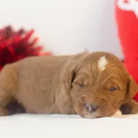 Frank - Micro, a male Goldendoodle for sale in Goshen, IN – Photo 7 of 7