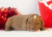 Frank - Micro, a male Goldendoodle for sale in Goshen, IN – Photo 4 of 4