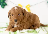 Frank - Micro, a male Goldendoodle for sale in Goshen, IN – Photo 3 of 7