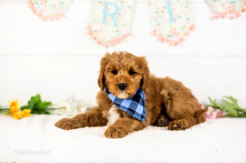 Frank - Micro – Goldendoodle puppy for sale in Goshen, IN