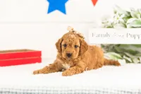 Lisa - Micro, a female Goldendoodle for sale in Goshen, IN – 2 of 3