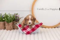 Mac - Mini, a male Miniature Goldendoodle for sale in Goshen, IN – 2 of 3