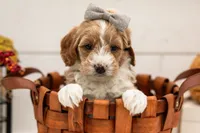 Granny Smith - Micro, a female Goldendoodle for sale in Goshen, IN – 3 of 5