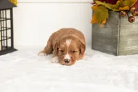 Jack - Micro, a male Goldendoodle for sale in Goshen, IN – 2 of 4