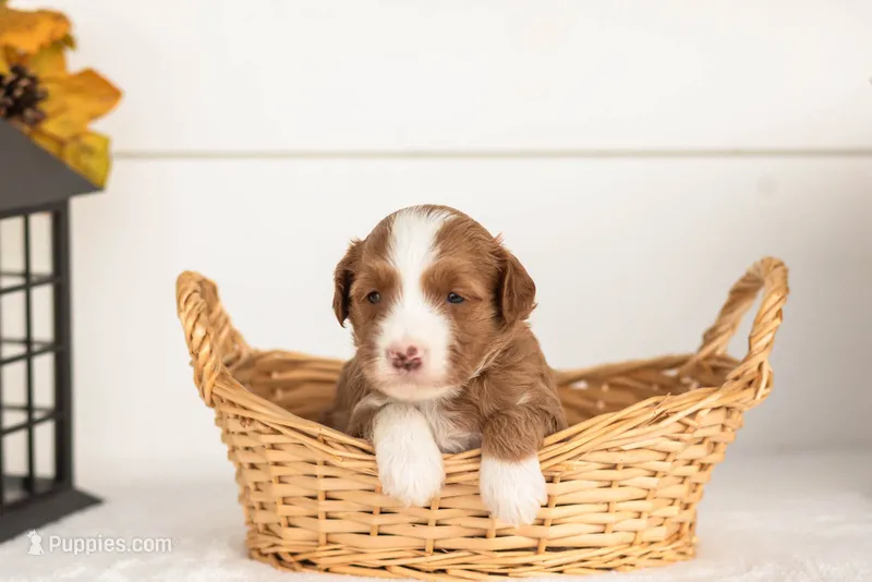 James - Micro – Goldendoodle puppy for sale in Goshen, IN