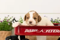 Lance - Medium, a male Goldendoodle for sale in Goshen, IN – 4 of 6