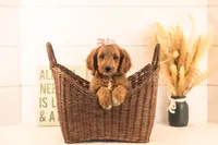 Odessa - Medium, a female Goldendoodle for sale in Goshen, IN – 3 of 10